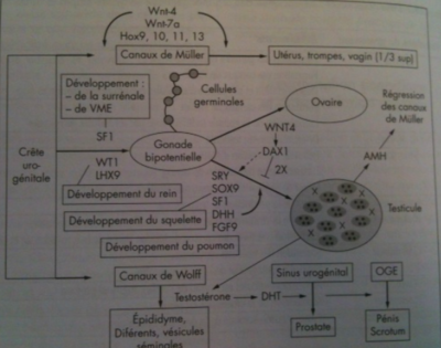 Capture d’écran 2019-05-01 à 18.54.18.png