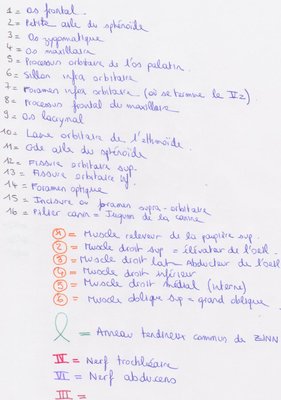 légende vue ant orbite.jpg