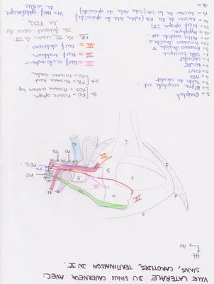 vue lat du sinus caverneux.jpg