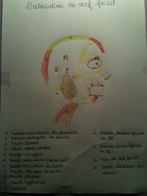 Distribution du nerf facial.JPG