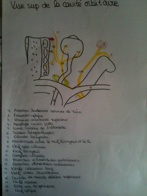 Vue sup de la cavite orbitaire.JPG