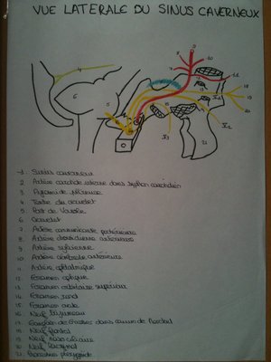 Vue latérale du sinus caverneux.JPG