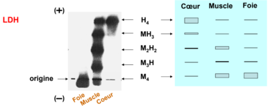 LDH isoenzyme.PNG