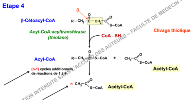 clivage thiolytique.PNG