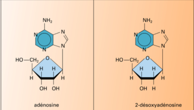 nucleoside.PNG (92.46 Kio) Vu 176 fois nucleoside.PNG