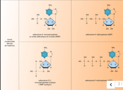 nucleotide.PNG (118.28 Kio) Vu 256 fois nucleotide.PNG