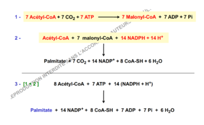 biosynthèse bilan.PNG