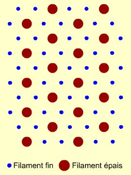 myofilaments hexagonals.jpg