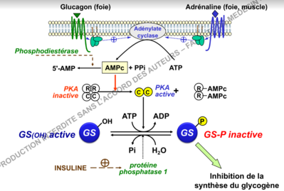 adrénaline insuline pka régulation.PNG