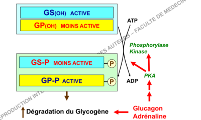 adrénaline insuline phk pka régulation.PNG