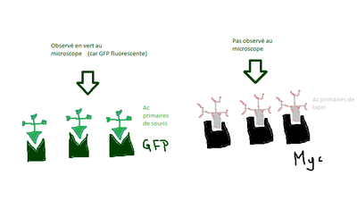 double immunofluo.png