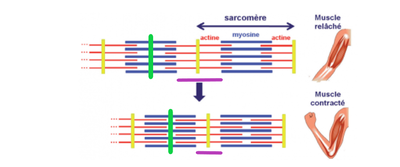 shéma contraction.png