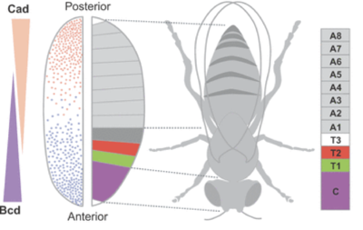 Capture d’écran 2019-09-24 à 23.22.44.png