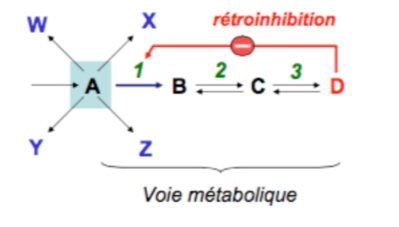 rétroinhib.PNG
