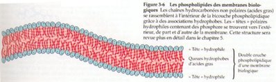 membrane2.jpg