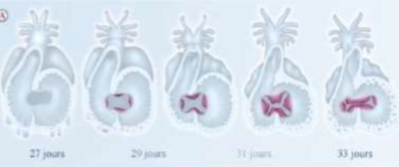 bourgeons endocardiques.png