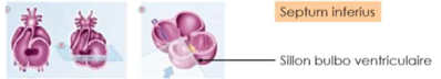 septum inferius.png