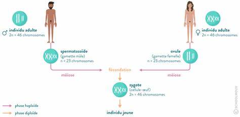 fécondation schéma.jpg