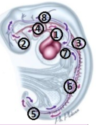 circu intra-embryonnaire.png