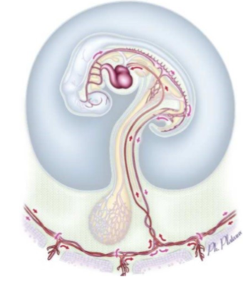 circu ombilicale.png