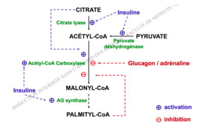 régulation biosynth AG.png