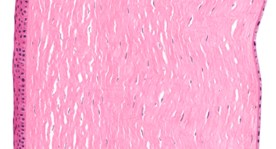 Capture d’écran 2019-10-12 à 09.59.46.png