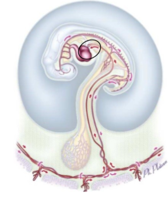 circu ombilicale.png