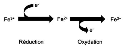 Les-etats-doxydation-du-fer-Le-fer-ferrique-Fe-3-peut-etre-reduit-en-fer-ferreux.png