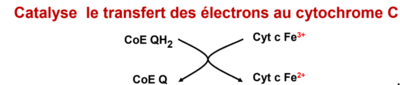coenz Q.PNG