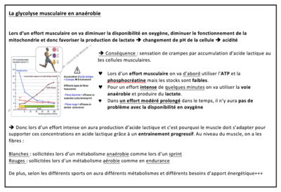 Glycolyse musculaire.png