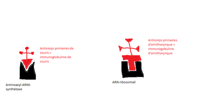 double immunofluorescence indirecte.png