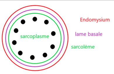cellule musculaire strié.png