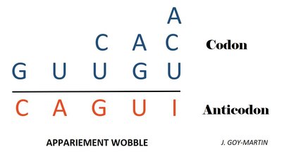 Appariement_Wobble_anticondon,_condon.jpg