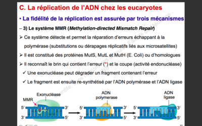 Capture d’écran 2019-10-25 à 09.46.43.png