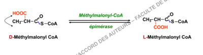 methylmalonylcoa epimerase.PNG