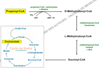 methylmalonylcoa isomérase.PNG