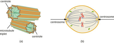 centrosome.jpg