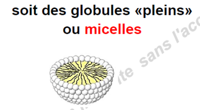 micelles.PNG