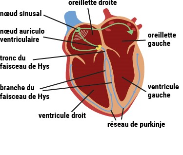 inervation du coeur good.jpg
