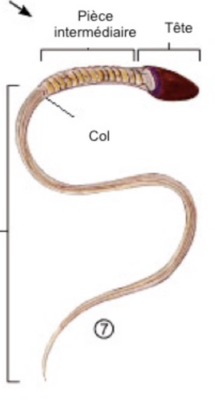 Capture d’écran 2019-10-31 à 20.14.21.png