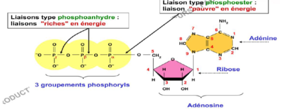 atp phosphoanhydre.PNG