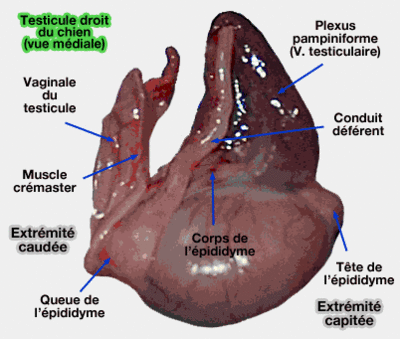 épididyme.GIF