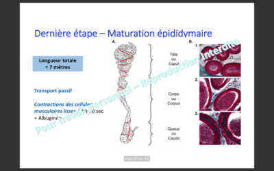 Capture d’écran 2019-11-03 à 14.24.40.png