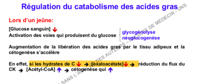 métabo lipidique.png