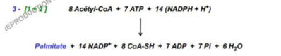 biosynthèse palmitate.PNG