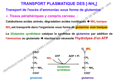 glutamine non toxique.png