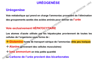 glutamine très peu toxique.png