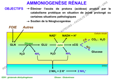 ammoniogénèse rénale.png