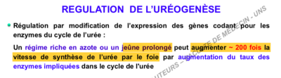 régulation uréogénèse.png