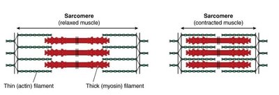 contraction muscu.jpg